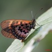 086 Lepidoptere Live Acraea 9E5K2IMG_55754wtmk.jpg