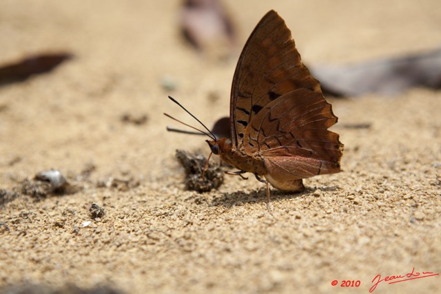 093 LETILI la Foret Papillon Charaxes sur Feces 10E5K2IMG_57920wtmk.jpg