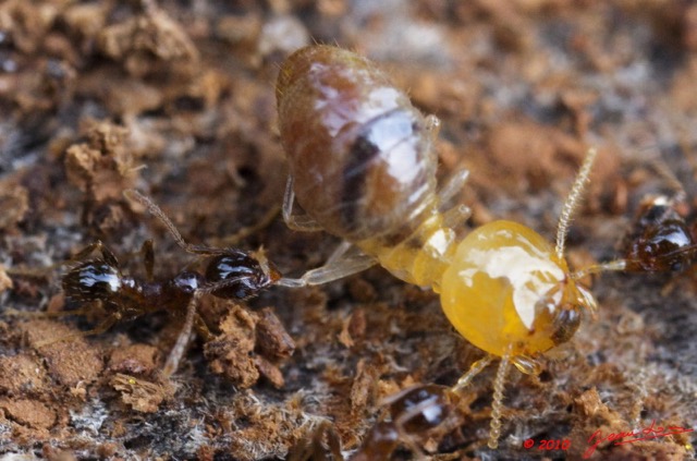 099 Insectes Combat Termite Fourmi 10E5K2IMG_58589awtmk.jpg