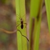 004 Monts de Cristal Insecte Heteroptere Punaise 10E5K2IMG_58913wtmk.jpg