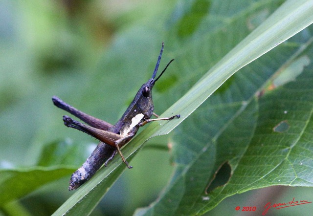 029 KONGOU 2 Insecte Orthoptere Criquet 10E5K2IMG_59609wtmk.jpg