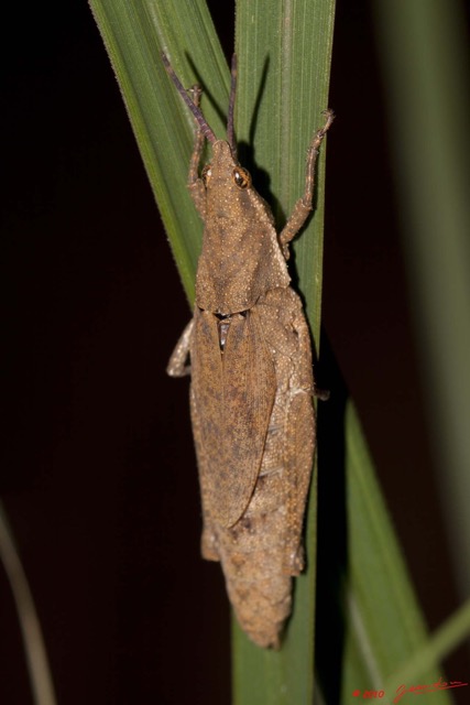 065 BAGOMBE Insecte Orthoptere Criquet 10E50IMG_32398wtmk.jpg