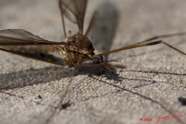 071 Insecte Diptere Moustique 10E5K2IMG_65236wtmk.jpg