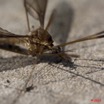 071 Insecte Diptere Moustique 10E5K2IMG_65236wtmk.jpg