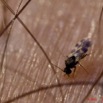 082 Insecte Diptere Fourou 11E5K2IMG_66406wtmk.jpg