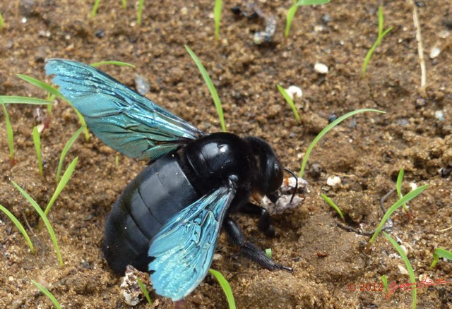 007 Insecte Hymenoptere P1010436awtmk.jpg