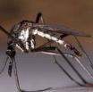 010 Insecte Diptera Moustique 1 13E50IMG_32961wtmk.jpg