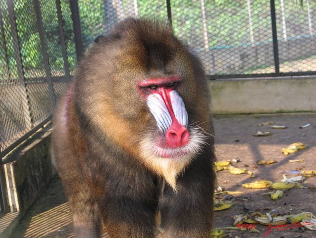 001 Mandrill-IMG_0404WTMK.JPG