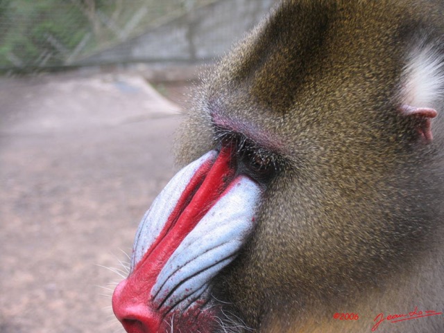 002 Mandrill IMG_0556WTMK.JPG