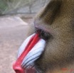 002 Mandrill IMG_0556WTMK.JPG