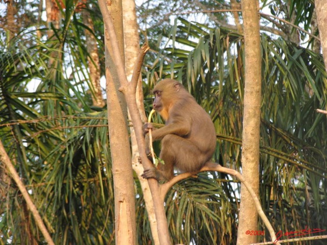 004 Jeune Mandrill IMG_0915WTMK.JPG