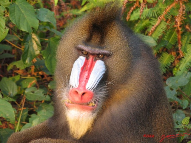 005 Mandrill IMG_0917WTMK.JPG