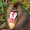 005 Mandrill IMG_0917WTMK.JPG