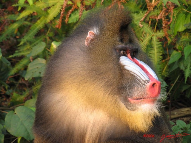 006 Mandrill IMG_0919WTMK.JPG