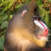 006 Mandrill IMG_0919WTMK.JPG