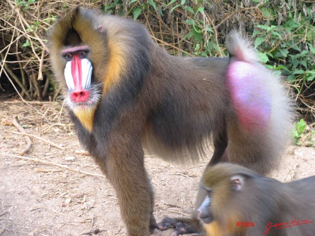 007 Mandrill IMG_0973WTMK.JPG