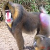 007 Mandrill IMG_0973WTMK.JPG