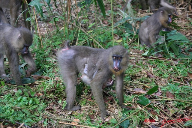 008 LEKEDI Mandrill Femelle avec son Petit IMG_2242WTMK.JPG