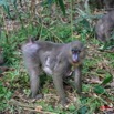 008 LEKEDI Mandrill Femelle avec son Petit IMG_2242WTMK.JPG