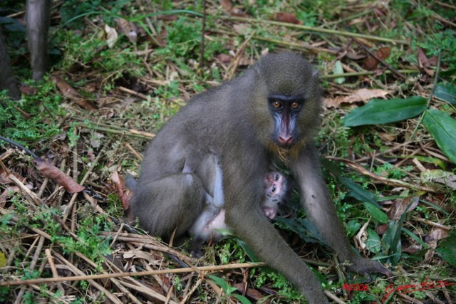 009 LEKEDI Mandrill Femelle avec son Petit IMG_2248WTMK.JPG