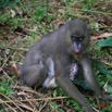 009 LEKEDI Mandrill Femelle avec son Petit IMG_2248WTMK.JPG