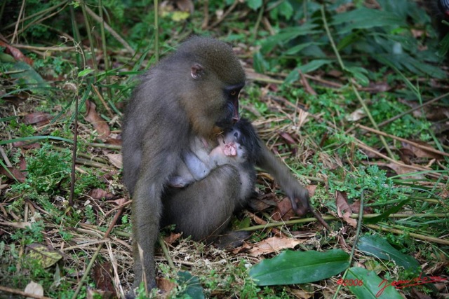 010 LEKEDI Mandrill Femelle avec son Petit IMG_2249WTMK.JPG