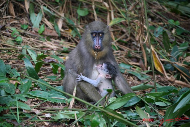 011 LEKEDI Mandrill Femelle avec son Petit IMG_2251WTMK.JPG