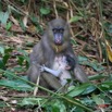 011 LEKEDI Mandrill Femelle avec son Petit IMG_2251WTMK.JPG