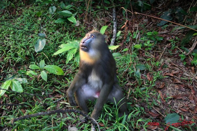 012 LEKEDI Mandrill Jeune male IMG_2258WTMK.JPG