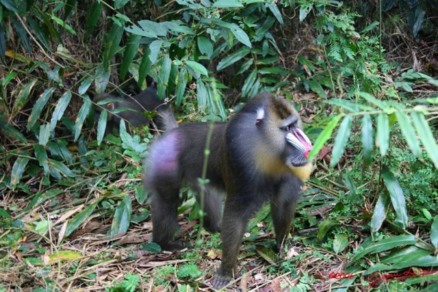 013 LEKEDI Mandrill Male Dominant IMG_2226WTMK.JPG