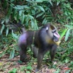 013 LEKEDI Mandrill Male Dominant IMG_2226WTMK.JPG