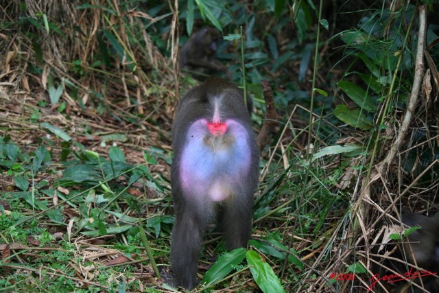 014 LEKEDI Mandrill Male Dominant IMG_2234WTMK.JPG