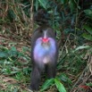 014 LEKEDI Mandrill Male Dominant IMG_2234WTMK.JPG