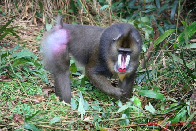 015 LEKEDI Mandrill Male Dominant IMG_2244WTMK.JPG