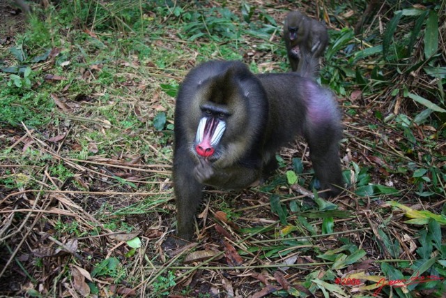 016 LEKEDI Mandrill Male Dominant IMG_2252WTMK.JPG