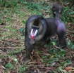 016 LEKEDI Mandrill Male Dominant IMG_2252WTMK.JPG