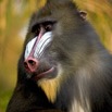 021 Singe Mandril 8EIMG_24775wtmk.JPG