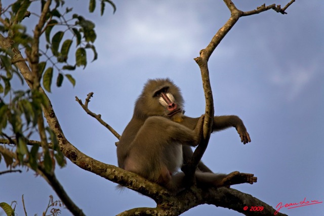 024 Franceville Mandril 9E5IMG_28770wtmk.jpg