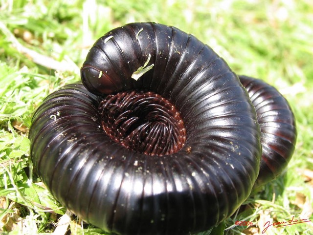 001 Myriapoda IMG_2108WTMK.JPG