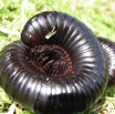 001 Myriapoda IMG_2108WTMK.JPG