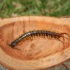 002 Myriapoda IMG_0482WTMK.JPG