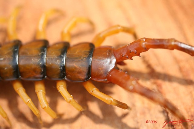 003 Myriapoda IMG_0484WTMK.JPG