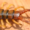 003 Myriapoda IMG_0484WTMK.JPG