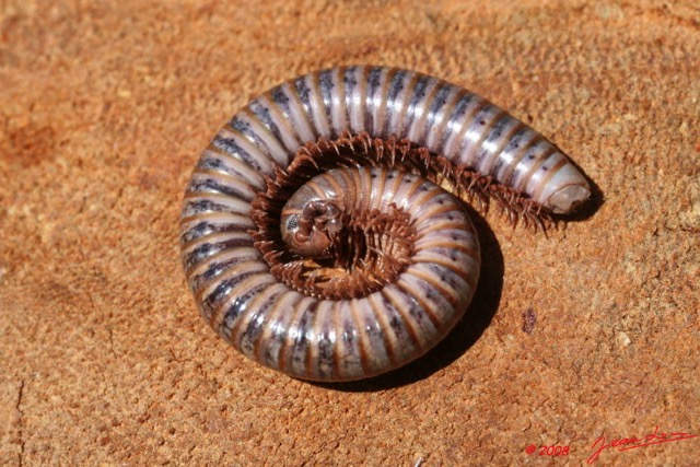 010 Myriapoda 2 8EIMG_18308WTMK.JPG