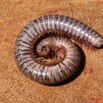 010 Myriapoda 2 8EIMG_18308WTMK.JPG