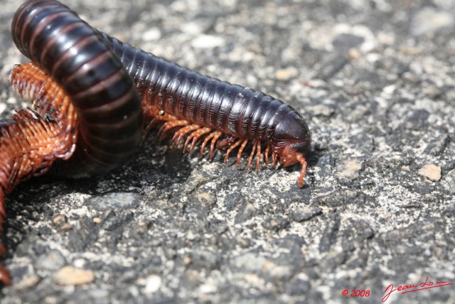 013 Myriapoda 8EIMG_18382WTMK.JPG