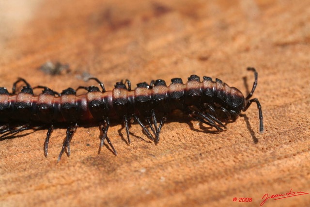 014 Myriapoda Scolopendre 3 8EIMG_19099WTMK.JPG