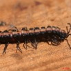 014 Myriapoda Scolopendre 3 8EIMG_19099WTMK.JPG