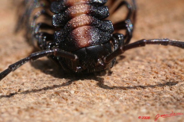 015 Myriapoda Scolopendre 3 8EIMG_19108WTMK.JPG