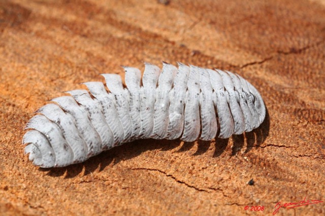 016 MIKONGO Myriapoda 5 8EIMG_21486WTMK.JPG